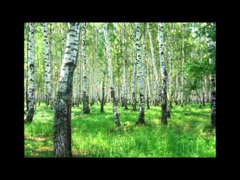 Видео: КВЕТКА МАРА  РЕЧЕНЬКА