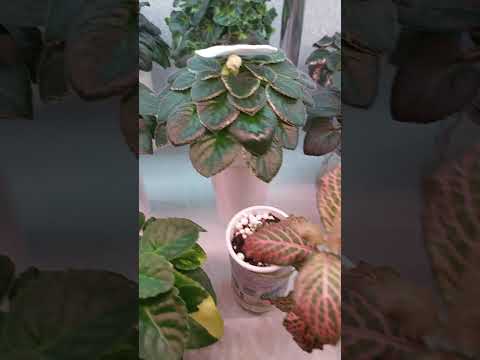 Видео: Фиалки. Шпаргалка для новичков, купивших фиалочные детки