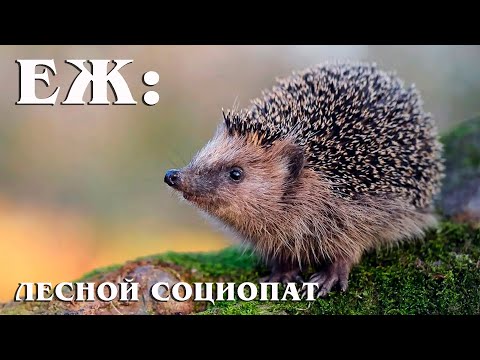 Видео: Обыкновенный Ёж: Асоциальная Колючка | Интересные факты про ежей