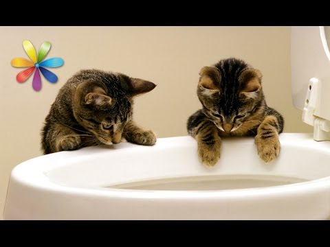 Видео: Как приучить кота к унитазу? – Все буде добре. Выпуск 690 от 20.10.15