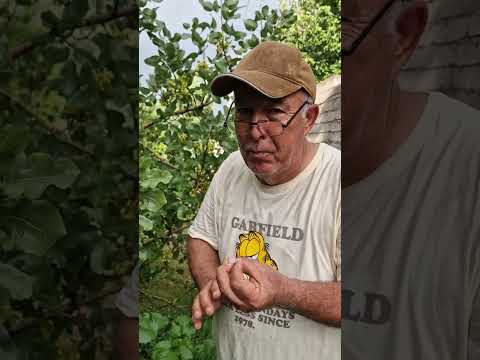 Видео: +992900004489. Дарахти писта дар ноҳияи Варзоб. Ман ба Шумо ниҳоли пайвандиашро аз Туркия мебиёрам.