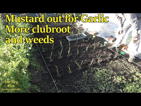 Видео: убрать горчицу, добавить чеснок; больше корнеплодов