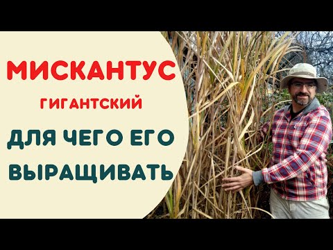 Видео: Мискантус гигантский.  Для чего выращивать мискантус.