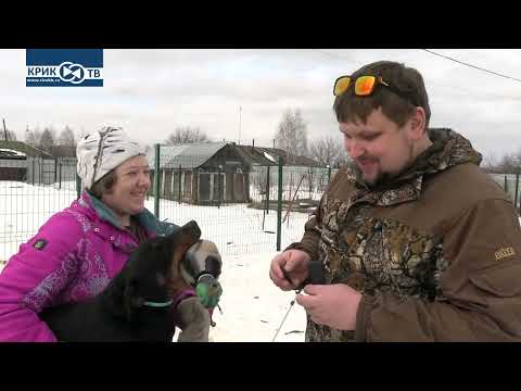 Видео: "Клуб охотников и рыболовов" выпуск 189 Ягдтерьер Ч2