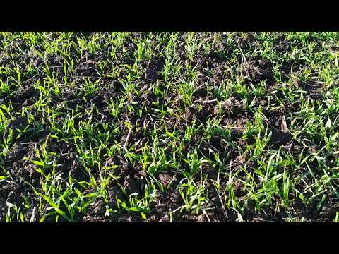 Видео: Стан озимого ячменю на 26.10.2025 року.