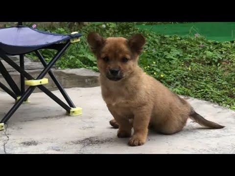 Видео: Бездомная собака, найденная со сломанной ногой на улице, спасена и ухаживала за здоровьем