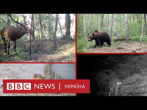 Видео: Тварини Чорнобиля. Рідкісні кадри мешканців зони відчуження