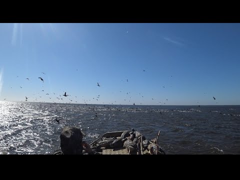 Видео: Удачная охота на утку с сыном.Вотт это удача))))