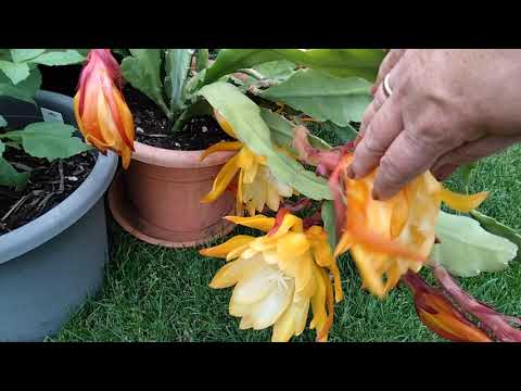 Видео: Полный обзор растений.Сумашедшее цветение листовых кактусов.Пересадка кактусов.