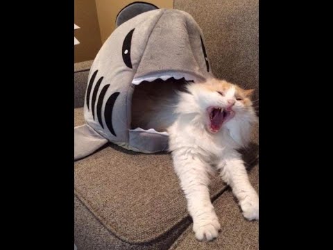 Видео: 🐕 Смешное видео с кошками, котятами и собаками!  😺 Веселые животные в Вашем телефоне! 🐱