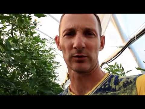 Видео: Брексил кальций BREXIL Ca уменьшение растрескивание плодов томата