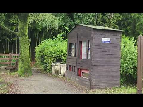 Видео: Город Дамьянг (담양) . Бамбуковая роща.