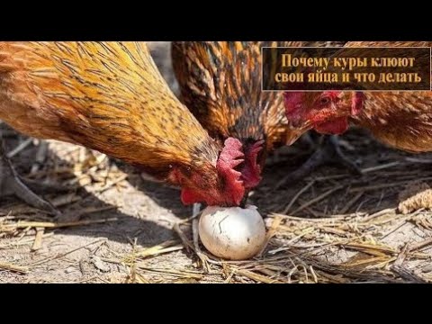 Видео: ТОВУКЛАР НИМА САБАБДАН ТУХУМНИ ЕЙДИ