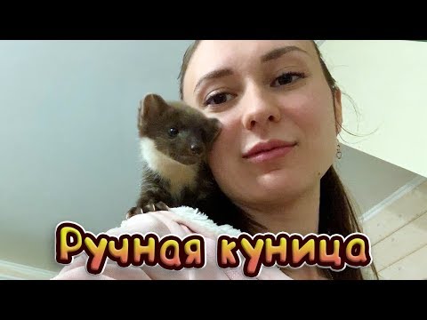 Видео: РУЧНОЙ ДЕТЕНЫШ КУНИЦЫ