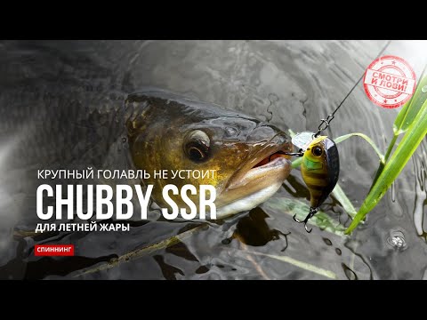 Видео: Одна приманка на ВЕСЬ ДЕНЬ! Летняя охота за крупным голавлём и жерехом с Jackall Chubby SSR