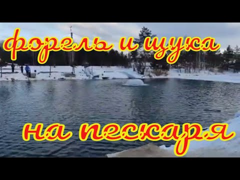Видео: Форель и щука на живца, В январе 2023 на пескаря