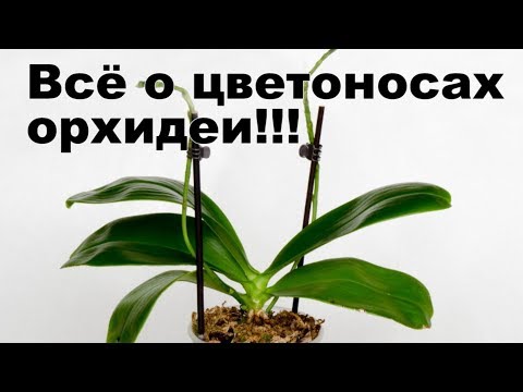 Видео: Цветонос орхидеи замер и вырос коротким Что делать  с цветоносом? Как стимулировать цветение орхидеи