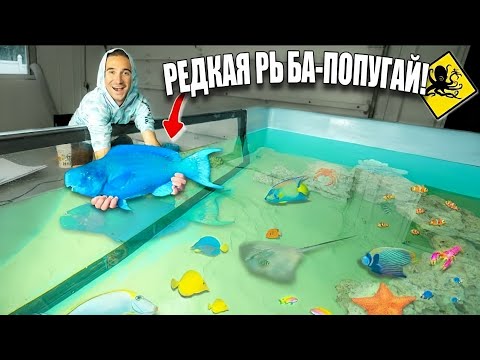 Видео: Ловля экзотической синей рыбы-попугая для моего огромного солёного пруда!