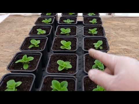 Видео: Хитрости, тонкости при работе с цветами в теплице, с ними легче жить.