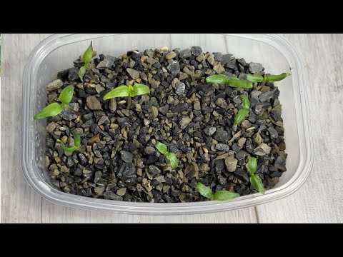 Видео: ЖАЛЕЮ, что РАНЬШЕ ТАК НЕ САЖАЛА СЕМЕНА! Теперь сею ПЕРЦЫ ТОЛЬКО ТАК! Удивительный Результат