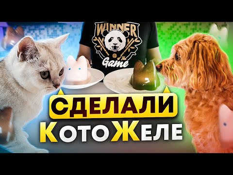 Видео: БЕЛКА И НЮША СДЕЛАЛИ КотоЖеле/ЛАЙКИ LIKE#cat