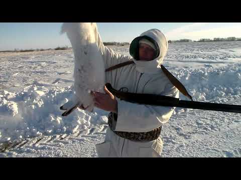 Видео: Охота на зайца! Канада