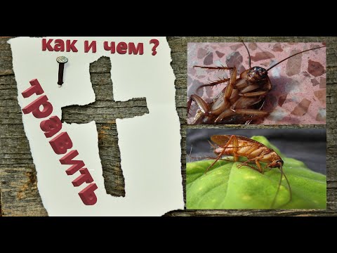 Видео: Как и чем травить тараканов