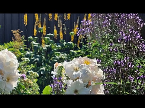 Видео: Прогулка по цветникам 23 июля. Жара, июль) Ленинградская область.