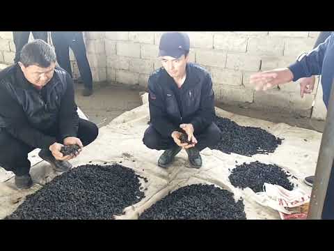 Видео: Иштихон чакар майиз бозори.14.03.2023йил.