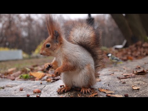 Видео: Незнакомые белки. Зарисовка / Unfamiliar squirrels. The sketch