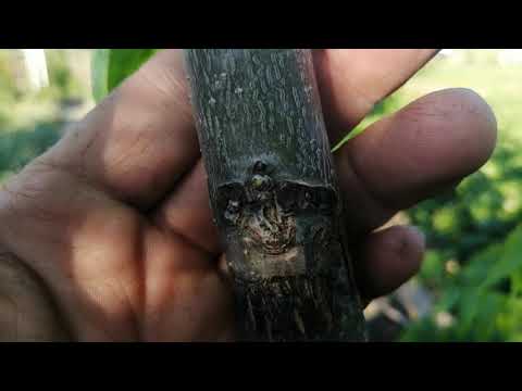 Видео: черный орех 18062021