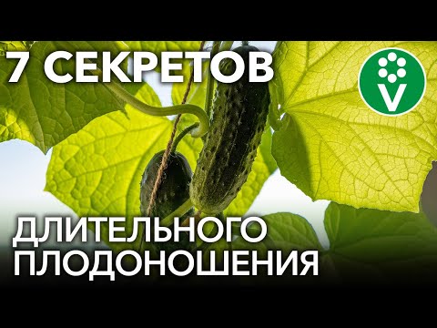 Видео: ОГУРЦЫ ДО МОРОЗОВ! Сделайте это с огурцами в августе и собирайте урожай дольше всех