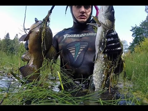 Видео: подводная охота #5 озеро щука, линь, окунь