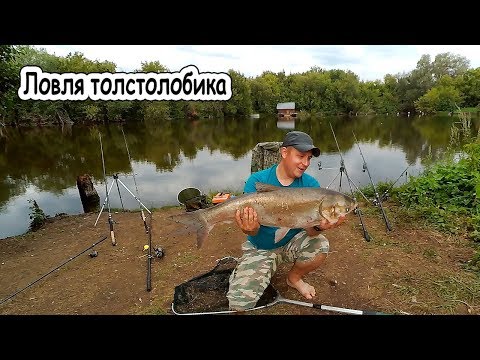 Видео: Ловля толстолобика на самодельный технопланктон. Наловил карасей на поплавочку. Готовим на природе.