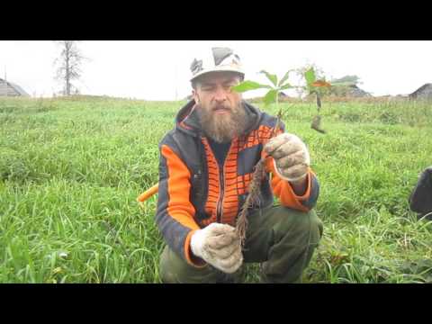 Видео: Корневая система каштана.