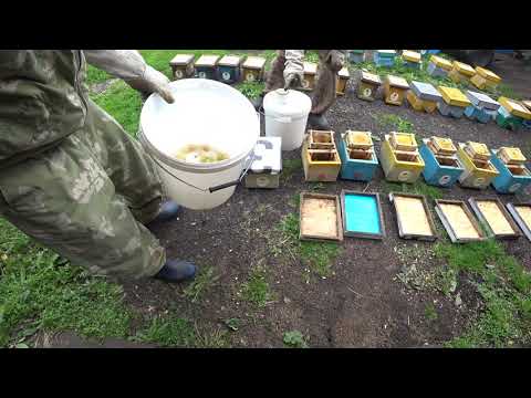 Видео: КАК ЗАСЕЛИТЬ РАЗЛИЧНЫЕ НУКЛЕУСЫ от А до Я, ТРЯСЁМ ПЧЕЛУ, КАК МЕТИМ МАТОК, ВСЁ ПРОСТО И ПОНЯТНО.