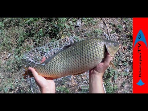Видео: БЕШЕНЫЙ клев САЗАНА на кружки в сентябре