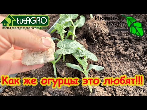 Видео: ОГУРЦЫ РАСТУТ большими ПУЧКАМИ! Киньте эту домашнюю подкормку рядом. И больше никаких удобрений!