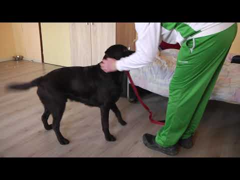 Видео: За кинологията с д-р Кънев: От приемното семейство започва социализацията на всяко едно куче-водач