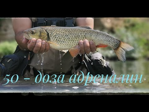 Видео: За кефали с воблери по р. Огоста