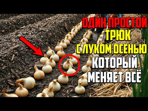 Видео: Один Секрет Осенней Посадки, Который Гарантирует Ранний Урожай Лука!