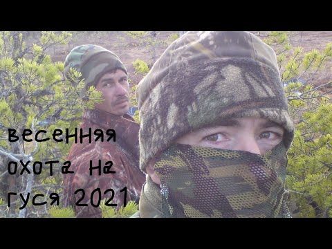 Видео: Весенняя охота на гуся 2021г  в Республике Коми.