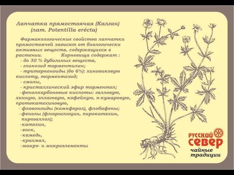 Видео: Травы Русского Севера. Лапчатка прямостоячая (калган).