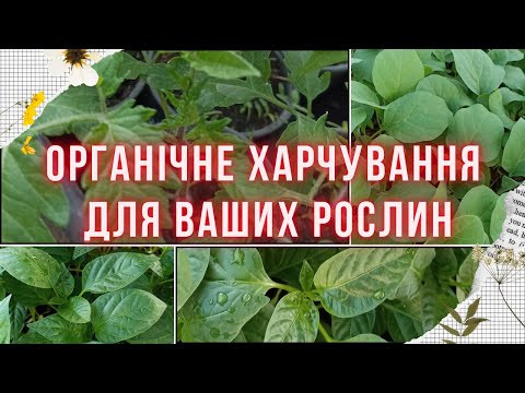 Видео: КІСТКОВЕ БОРОШНО ТА ПОПІЛ для рослин. Як використовувати, щоб не нашкодити