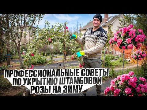 Видео: Как УКРЫВАТЬ ШТАМБОВЫЕ РОЗЫ В ЗИМУ|ОБРЕЗКА,ПРИГИНАНИЕ,УКРЫТИЕ.