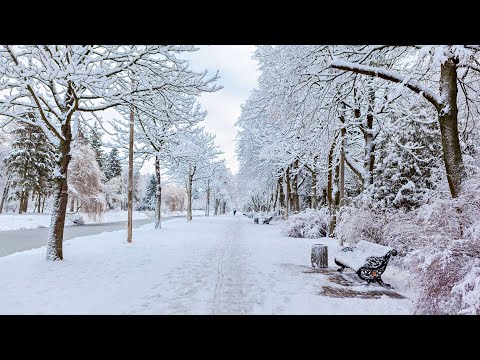 Видео: Алгачкы кар. Саяктар… «Хайп-шоу» (уландысы бар…)/ Дүйшөн КЕРИМОВ