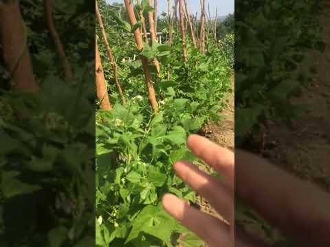 Видео: ФАСОЛЬ! Эта подкормка даёт МОЩНЫЙ урожай!