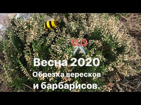 Видео: 🌞Весенняя обрезка ✂️Вересков и Барбарисов🌞