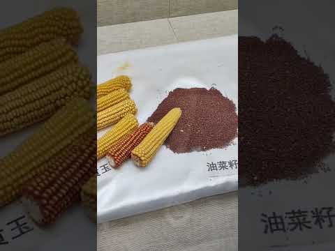 Видео: Памир Вахон Хитой интревью (Хиквор зик )Забони Вахони Мырдым Хитой ￼Хик