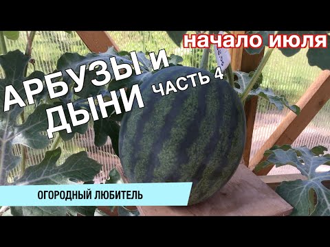 Видео: БАХЧА / 4 часть / АРБУЗ ОТОРВАЛСЯ, ДЫНЯ ТРЕСНУЛА, НО ВСЕ ХОРОШО!